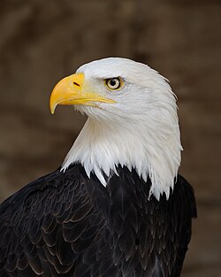 Closeup of the eponymous white head