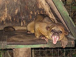 Kinkajou yawns in a Costa Rican animal shelter
