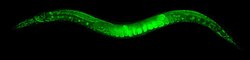 The worm Caenorhabditis elegans was the first animal to have its whole genome sequenced.