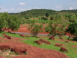 The lush green of the Sahelian acacia savanna during the rainy summer season in Mali. Note the large baobab amongst the acacia.