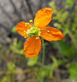 The fire poppy, Papaver californicum, is placed in a section, Papaver sect. Californicum, on its own.[3]