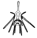 A bilaterally symmetric echinopluteus larva with larval arms