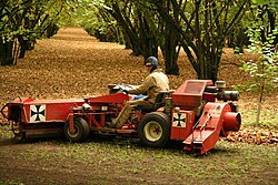 A sweeper gathers hazelnuts in an orchard