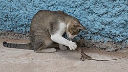 Felis catus (the domestic cat, in left) and Calotes versicolor (the Indian garden lizard, in right) are examples of valid names in zoology.