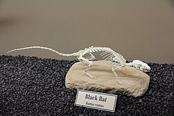 Skeleton of a black rat (Rattus rattus) on display at the Museum of Osteology