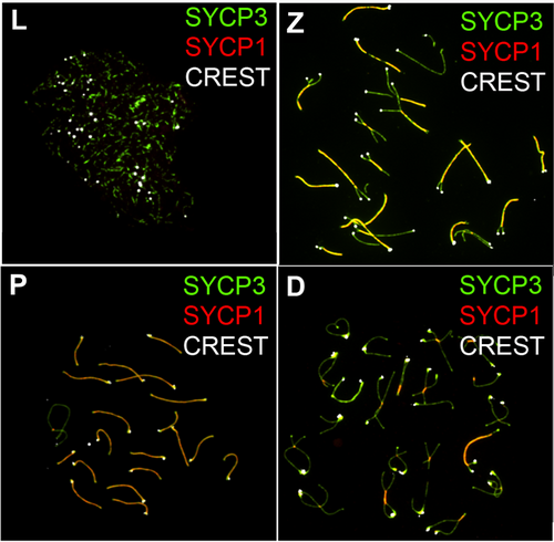 Meiosis Prophase I in mice. In Leptotene (L), the axial elements (stained by SYCP3) begin to form. In Zygotene (Z), the transverse elements (SYCP1) and central elements of the synaptonemal complex are partially installed (appearing as yellow as they overlap with SYCP3). In Pachytene (P), it is fully installed except on the sex chromosomes. In Diplotene (D), it disassembles revealing chiasmata. CREST marks the centromeres.