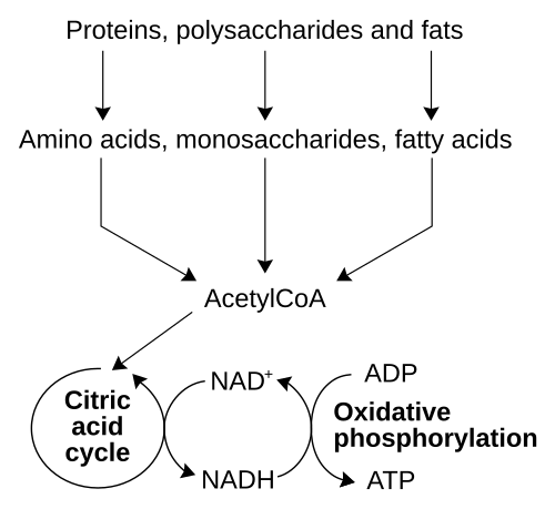 A simplified outline of the catabolism of proteins, carbohydrates and fats[43][44]