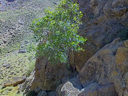 Mountain fig tree in Zibad