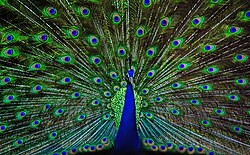 Close up of the open train of an Indian peacock, showing his eye-spots