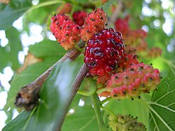 Mulberry fruits