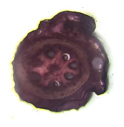 A Cross Section of a Yellow Foxtail Root under a microscope.