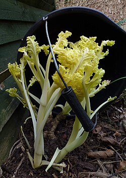 Blanched shoots