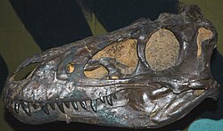 Cast of CMNH 7541, the holotype of Nanotyrannus lancensis, sometimes interpreted as a juvenile Tyrannosaurus.