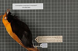 Male yellow satinbird—note its silky bright golden upperparts.