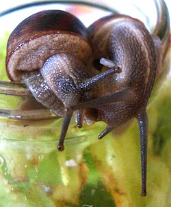 Courting garden snails. The one on the left has fired a love dart into the one on the right.
