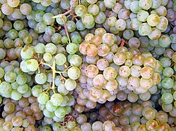 Pinot blanc grapes