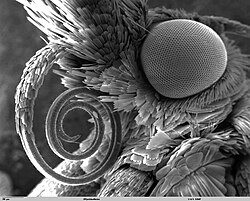 Butterfly tongue