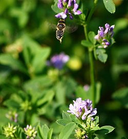 M. rotundata pollinator on alfalfa flower