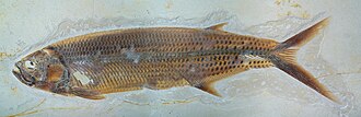 Fossil of Thrissops, an ichthyodectid stem-group teleost from the Late Jurassic Solnhofen Limestone of Germany, showing preserved colouration