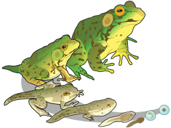 Life cycle of the green frog (Rana clamitans)