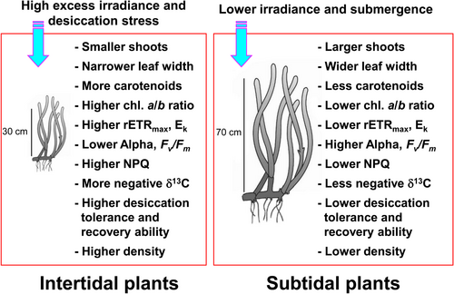 Morphological and photoacclimatory responses of intertidal and subtidal Zostera marina eelgrass[68]
