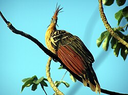 A hoatzin