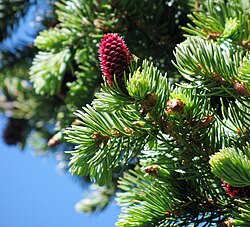 Foliage and young cone, Pecos Wilderness, New Mexico