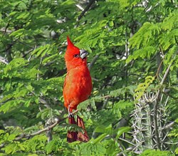 Cardinalis phoeniceus from Margarita Island