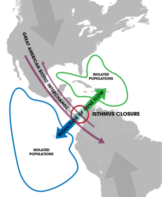 A conceptual representation of species populations becoming isolated (blue and green) by the closure of the Isthmus of Panama (red circle). With the closure, North and South America became connected, allowing the exchange of species (purple). Grey arrows indicate the gradual movement of tectonic plates that resulted in the closure.