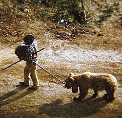 Rom and bear (Belgrade, Banovo Brdo, 1980s)