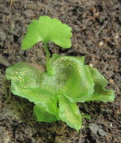 New fern (Onoclea sensibilis) emerges from the prothallus.