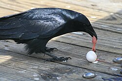 Generalist and omnivorous[5] predators like this fish crow, Corvus ossifragus, eat eggs among many other prey when they have the opportunity.