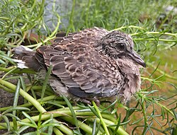 A juvenile spotted dove (Spilopelia chinensis) resting on green plants