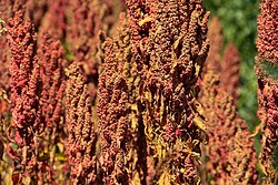 Quinoa