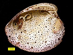 Holes made by clionaid sponge (producing the trace Entobia) after the death of a modern bivalve shell of species Mercenaria mercenaria, from North Carolina