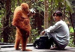 With a human, Bukit Lawang