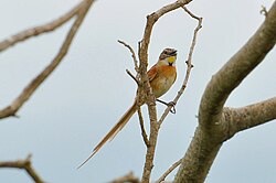 At Arroio Grande, Rio Grande do Sul, Brazil