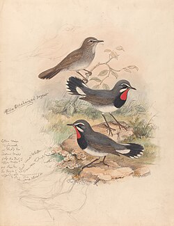 Calliope Tschebaiswi Prjer (Thrush Family) by John Gould