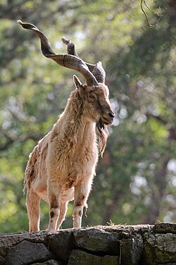 Markhor is the national animal of Pakistan.[199]