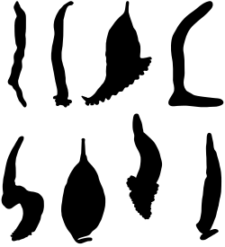 Silhouettes of bodies of various polyopisthocotylean Monogeneans[29]
