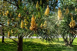 A pine with male flowers releasing pollen into the wind
