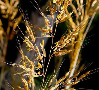 Grass flowers