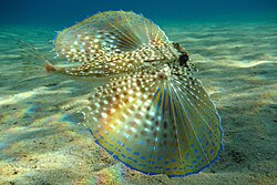 The flying gurnard was named Gasterosteus spinarella & Trigla volitans in 1758.