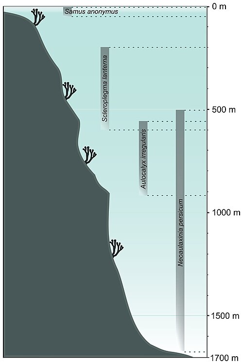 Bathymetrical range of some sponge species.[65] Demosponge Samus anonymus (up to 50 m), hexactinellid Scleroplegma lanterna (~100–600 m), hexactinellid Aulocalyx irregularis (~550–915 m), lithistid demosponge Neoaulaxinia persicum (~500–1700 m)