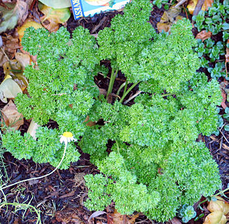 Parsley is a common example of a biennial plant.