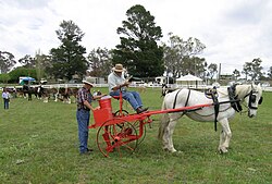 An old poison cart, which distributed poisoned baits to kill rabbits, Woolbrook, NSW