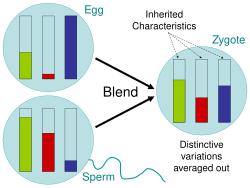 Blending inheritance leads to the averaging out of every characteristic, which as the engineer Fleeming Jenkin pointed out, makes evolution by natural selection impossible.