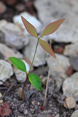 Seedling of Nandina domestica (a dicot) showing two green cotyledon leaves, and the first "true" leaf with its distinct leaflets and red-green color.