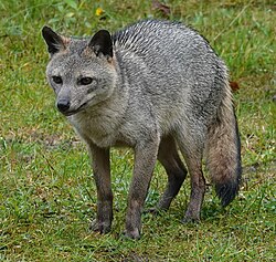 Crab-eating fox, a South American species