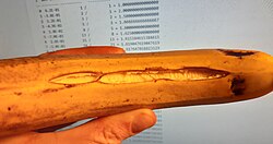 Ralstonia solanacearum on an overripe banana
